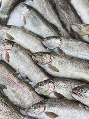 trout fresh fish for food patterns