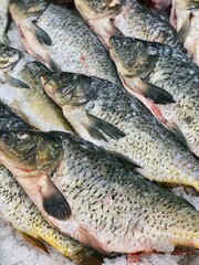 Carp fish on iced background