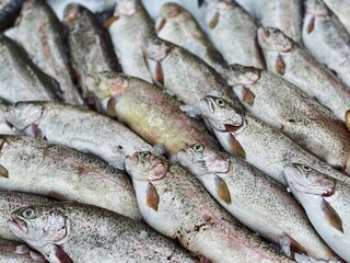 trout fresh fish for food patterns
