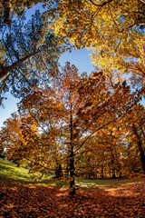 Autumn scenery of colorful trees in the park in Topoľčianky village, Slovakia.