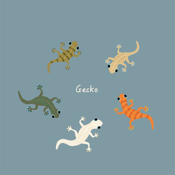 Vector cute colorful gecko illustration set