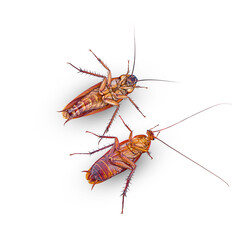 closeup died cockroach isolated on white background (top view)