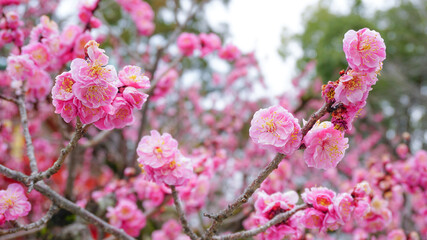 Fototapeta premium 満開の紅梅