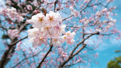 Fototapeta premium 満開の桜