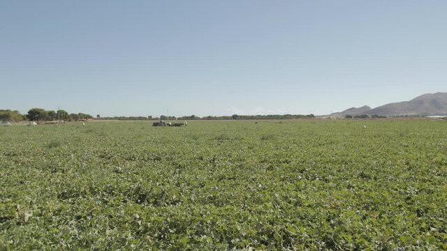 melon field 