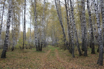 Obraz premium path in the autumn forest for walking on leaves