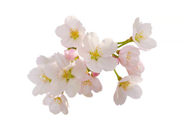 桜の花、白バックの素材