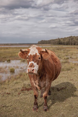 wild cow in national park , looking at camera.