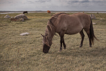 wild horses walking in nature.