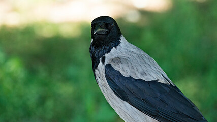 Fototapeta premium Bird