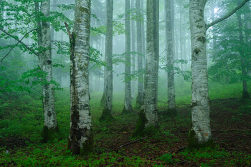 Old birch forest and fog from the Apuseni Natural Park, Western Carpathians, Romania

