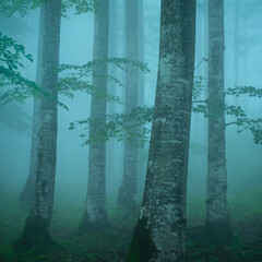 Misty woodland from the Apuseni Natural Park, Western Carpathians, Romania

