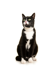 Black and white sitting european shorthair cat looking up with mouth open isolated on a white background