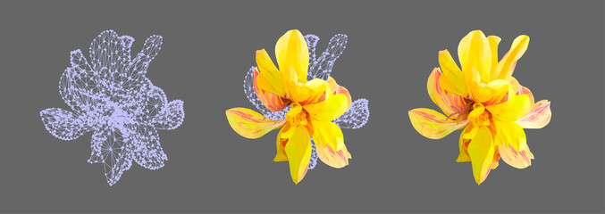 Vector set of yellow flower isolated on grey background. Bright sunny summer detailed and accurate design in low poly style. Floral design element.