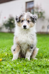 Small blue merle shetland sheepdog puppy sitting in the garden.