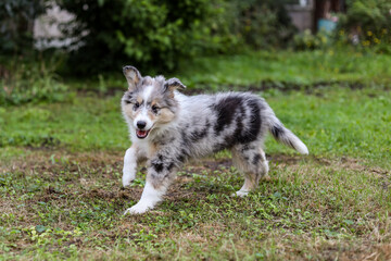 Fototapeta premium Small beautiful shetland sheepdog running around garden.