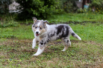 Small beautiful shetland sheepdog running around garden.