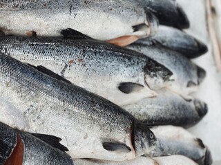 raw fish on iced background