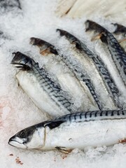 raw fish on iced background