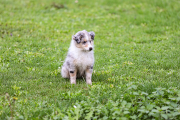Small blue merle shetland sheepdog puppy sitting in the garden.