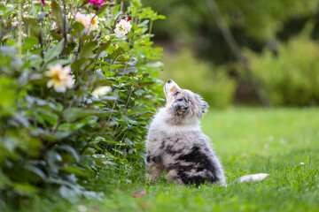 Naklejka na ściany i meble Small shetland sheepdog sheltie puppy standing and smelling flowers on a countryside garden.