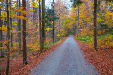 Obraz premium Bunter Herbstwald mit Weg, Bayern, Deutschland, Europa