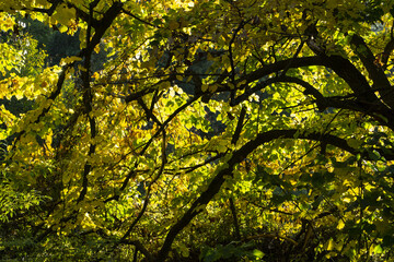 Obraz premium paesaggio autunnale