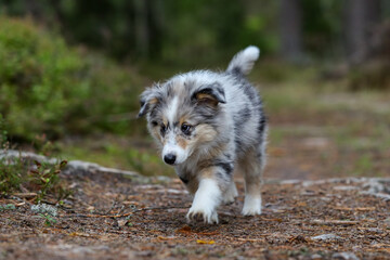 Small beautiful shetland sheepdog puppy walking through forest.