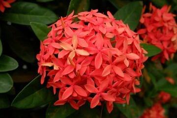 Pink Ixora coccinea (also known as jungle geranium, flame of the woods or jungle flame or pendkuli) is a species of flowering plant in the family Rubiaceae. Indonesian called it as Bunga Jarum.