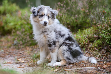 Small young sheltie puppie sitting in forest.