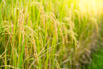 Beautiful Ripe Rice paddy field background  Chiangmai Thailand.