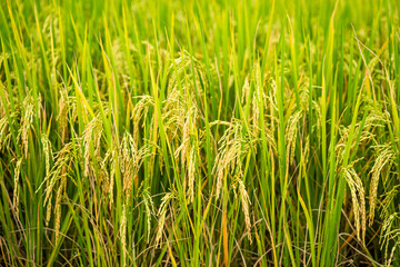 Beautiful Ripe Rice paddy field background  Chiangmai Thailand.
