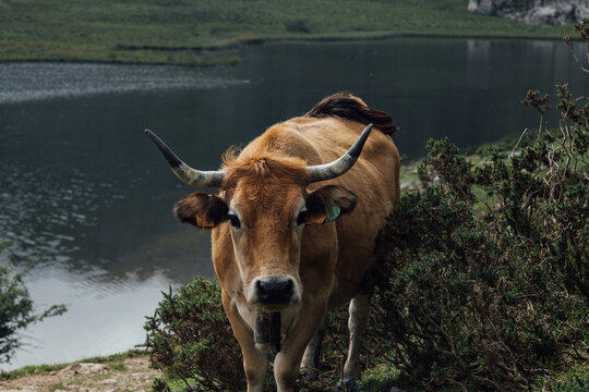cow with big horns looking at the camera in the middle of the mountains with the lake in the background