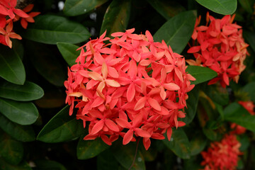 Pink Ixora coccinea (also known as jungle geranium, flame of the woods or jungle flame or pendkuli) is a species of flowering plant in the family Rubiaceae. Indonesian called it as Bunga Jarum.