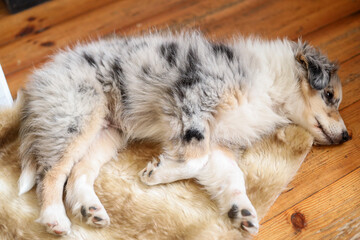Small sheetland sheepdog sheltie puppy sleeping on the ground.