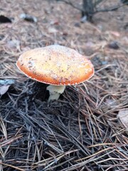 fly agaric mushroom