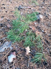 Pine branch