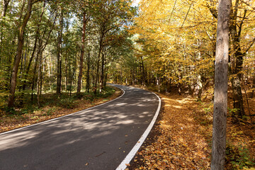 Fototapeta premium Empty asphalt road through the autumn forest