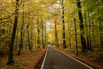 Empty asphalt road through the autumn forest