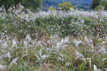 억새풀이 보이는 아름다운 가을 풍경