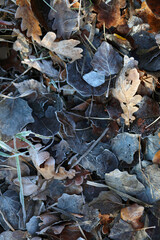 dry autumn leaves in frost. Natural background.