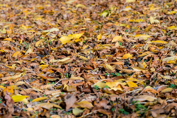 texture of colorful dry fallen tree leaves on forest floor in autumn. background wallpaper dry leaves