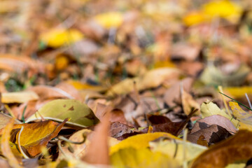 texture of colorful dry fallen tree leaves on forest floor in autumn. background wallpaper dry leaves