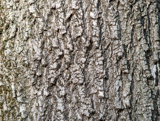 embossed brown tree bark texture. tree bark wallpaper and background