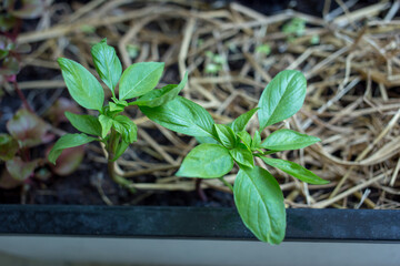 The Sprout of Basil leaves, focus selective.
