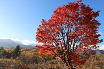 乗鞍高原の紅葉