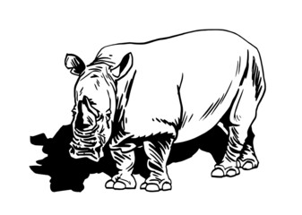 Vector rhinoceros isolated on white, vector illustration