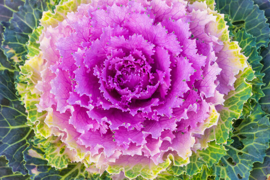 Kohlblume 