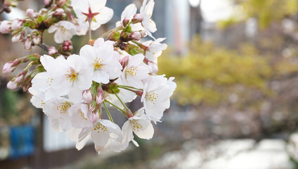 Obraz premium 満開の桜