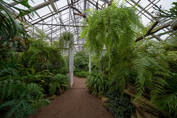 
green ferns and plants in a tropical greenhouse